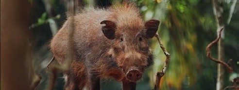 Bawean-Pustelschwein