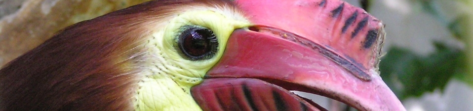 Korallenschnabel Hornvogel