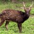 Philippine Spotted Deer